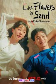 Like Flowers in Sand ดอกไม้สังเวียนทราย (2026) ซับไทย